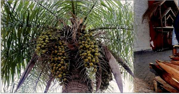 La Nación / Declaran planta nacional del Paraguay al cocotero