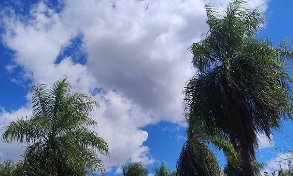 Declaran al cocotero mbocayá como planta nacional del Paraguay – Prensa 5