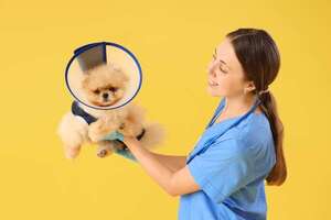 Socialización efectiva post-esterilización o castración: clave para el bienestar de tu mascota - Mascotas - ABC Color