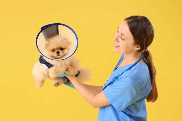 Socialización efectiva post-esterilización o castración: clave para el bienestar de tu mascota - Mascotas - ABC Color