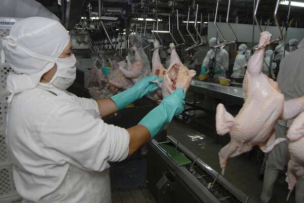 Elevado precio de la carne vacuna obliga a optar por el cerdo y pollo - Economía - ABC Color