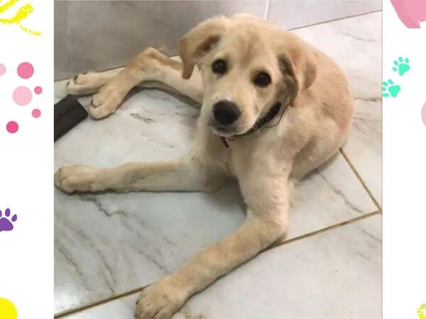 Bruno - Encontrá a tu mascota - ABC Color
