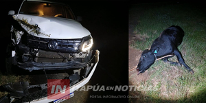CAMIONETA IMPACTÓ CONTRA UN ANIMAL VACUNO EN CNEL. BOGADO  - Itapúa Noticias
