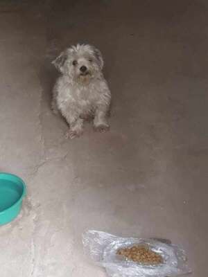 Busca a sus dueños - Encontrá a tu mascota - ABC Color