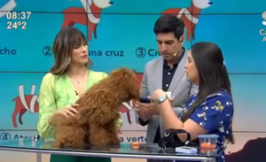 ¿Cómo calmar a nuestros perros durante el uso de petardos? - SNT