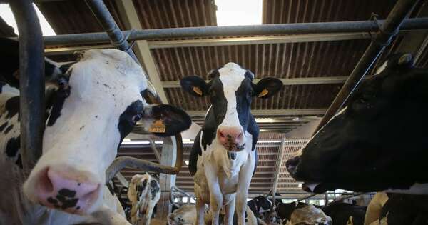 La Nación / El acuerdo UE-Mercosur no modifica normas de seguridad alimentaria