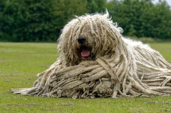 Razas de perro Puli y Komondor: guardianes húngaros con “dreadlocks” - Mascotas - ABC Color
