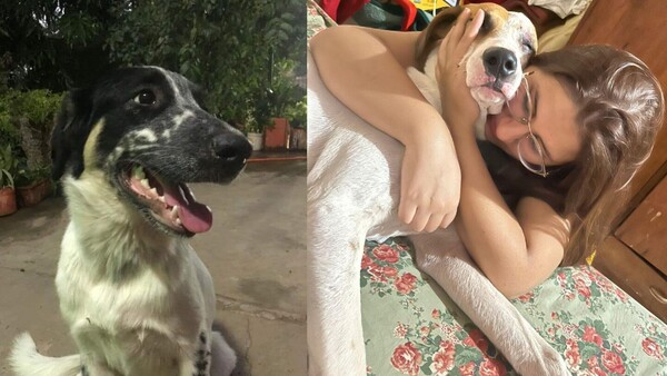 Max y Logan, los perros hermanos: Se perdieron, uno murió y su historia conmovió a todos