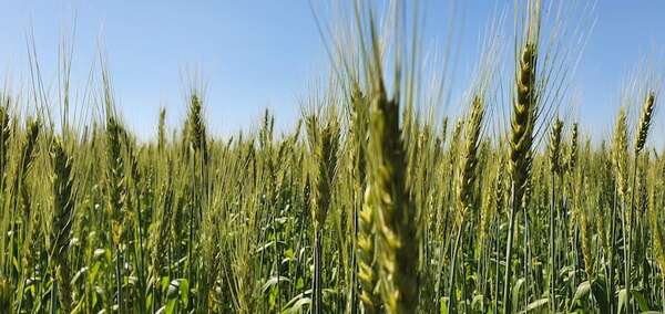 Envíos de trigo ingresaron 156% más de divisas - Economía - ABC Color
