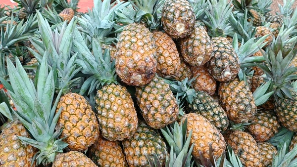 Productores de piña ofrecen productos de primera calidad en la Plaza Pinedo