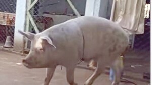 Chancho viral de TikTok finalmente IRÁ AL TATAKUA