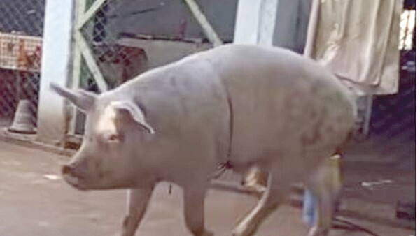 Chancho viral de TikTok finalmente IRÁ AL TATAKUA