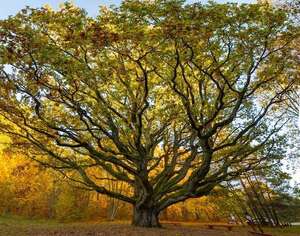 Desentrañando el simbolismo de los árboles, desde los druidas hasta el árbol de Navidad actual - Ciencia - ABC Color