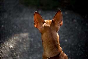 ¿Volverán a surgir razas de perros extintas? La ciencia de la de-extinción - Mascotas - ABC Color