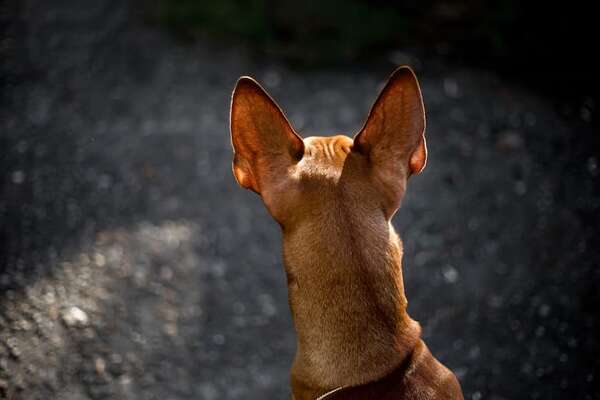 ¿Volverán a surgir razas de perros extintas? La ciencia de la de-extinción - Mascotas - ABC Color