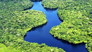 Casi la mitad de árboles amazónicos tienen alto riesgo de desaparecer