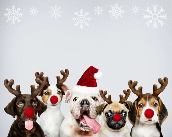 Cuidados especiales para los amigos peludos en temporada de fiestas - Mascotas - ABC Color