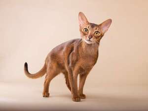 Así es el gato abisinio: una de las razas más antiguas con un vínculo con Egipto - Mascotas - ABC Color