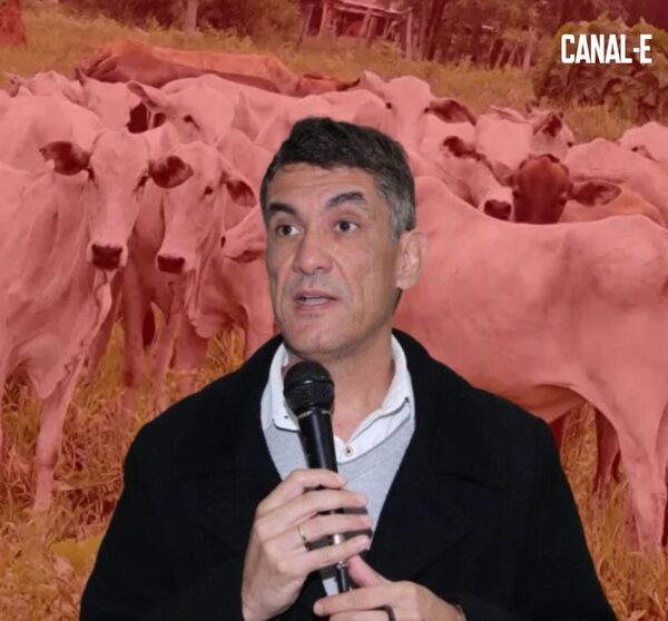 RECUPERAN 50 VACAS ROBADAS DEL INTENDENTE DE PJC