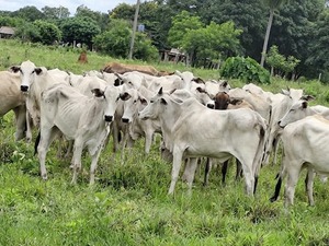 Calculan que cerca de 8.500 animales fueron robados este año - Portal Digital Cáritas Universidad Católica
