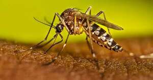Diario HOY | Dengue: reportan más de 860 notificaciones de sospecha por semana