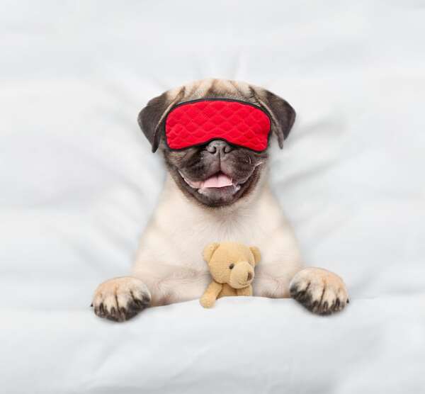 Qué significan las diferentes posiciones de los perros al dormir - Mascotas - ABC Color