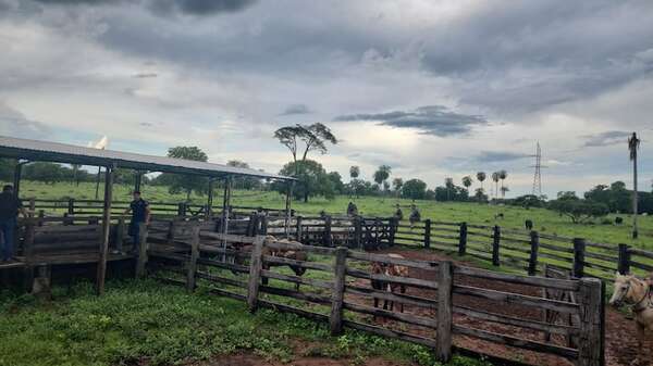 Recuperan en Concepción vacunos robados de la hacienda del intendente de Pedro Juan - Policiales - ABC Color