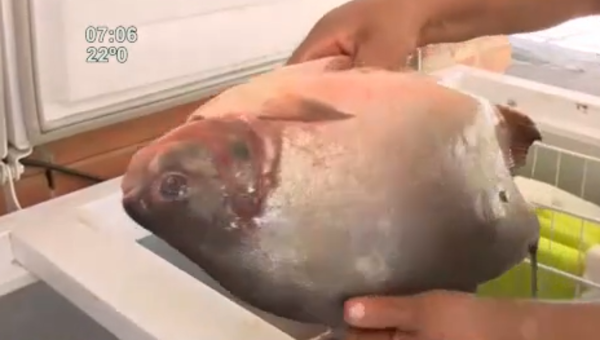 Concluye la veda pesquera: arranca la venta de pescado - SNT