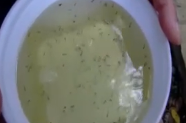 Autoridades instan a combatir el dengue eliminando criaderos de mosquitos - SNT