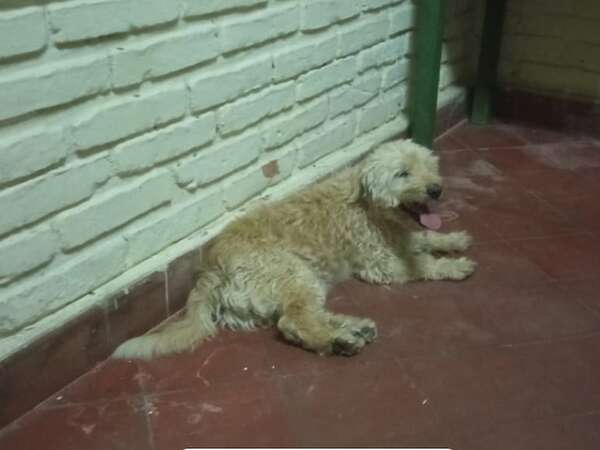 Dulce - Encontrá a tu mascota - ABC Color