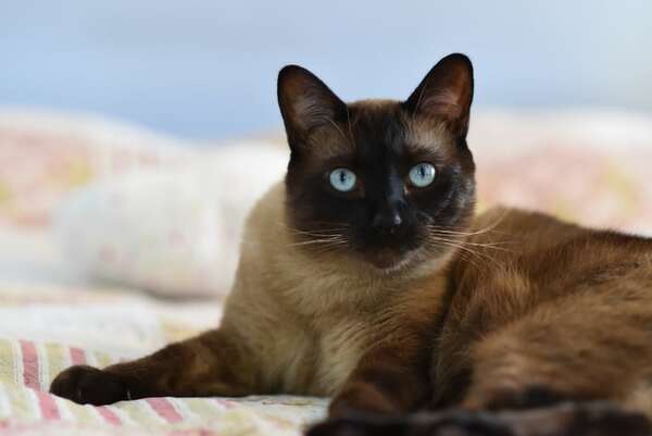 El siamés: la raza de gato que era considerada sagrada en el antiguo Siam - Mascotas - ABC Color