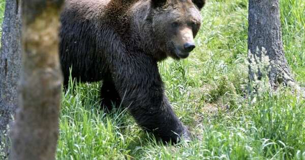 Diario HOY | Un hombre encuentra a un oso en el salón de su casa en Japón