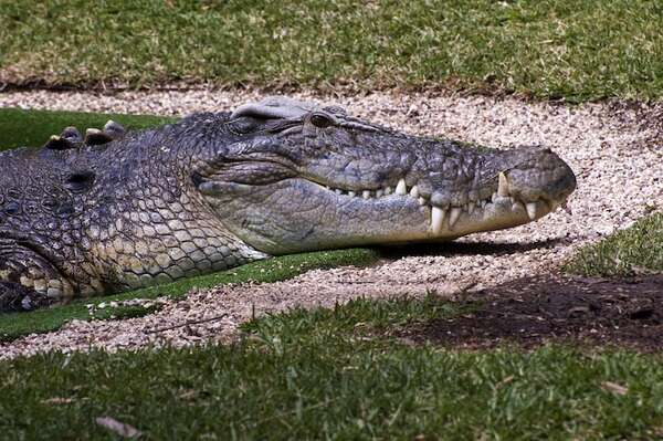 Muere a los 90 años el cocodrilo australiano de “Cocodrilo Dundee” - Ciencia - ABC Color