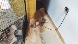 Pusieron comida y un petardo para lastimar a una perrita