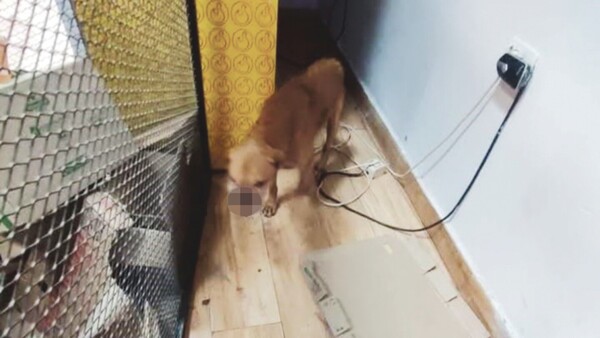 Pusieron comida y un petardo para lastimar a una perrita