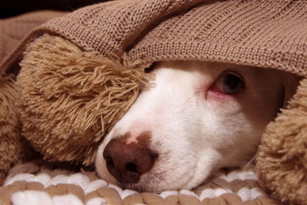 Veterinario recomienda métodos de protección de los petardos para las mascotas