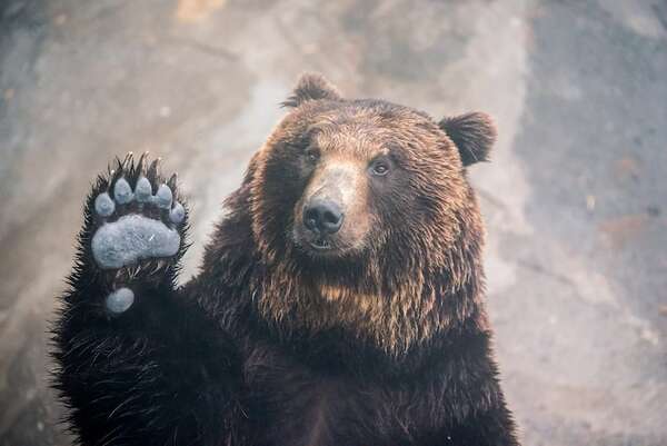 Tensión entre humanos y animales: en Japón, un hombre encuentra a un oso en su casa - Ciencia - ABC Color