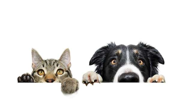 “Yo muy de gato y vos muy de perro”: cómo superar barreras de gusto y alergias - Mascotas - ABC Color