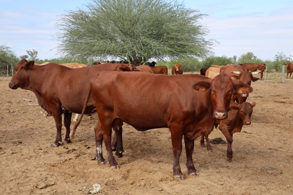El sector agroganadero recibió más de US$ 44 millones en financiamiento de la AFD