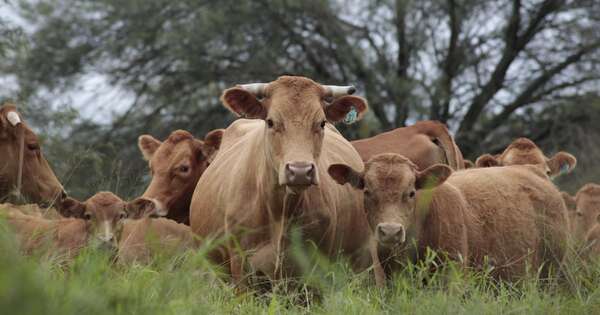 La Nación / AFD financió al sector agroganadero por más de USD 44 millones en 2024
