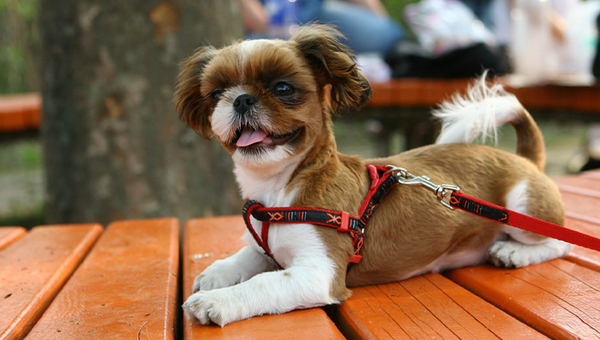 Pet friendly: ¿Qué buscan los dueños de mascotas y cómo se adaptan los negocios?