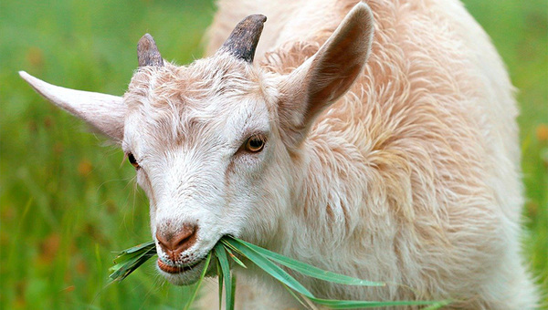 Criadores de cabras buscan potenciar genética y aumentar participación en el mercado en 2025