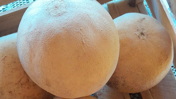 Melones que conquistan: La Colmena brilla con producción que superó adversidades climáticas