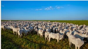Brasil: van a faltar terneros en 2025 y mejoraría margen para la cría, según el Imea