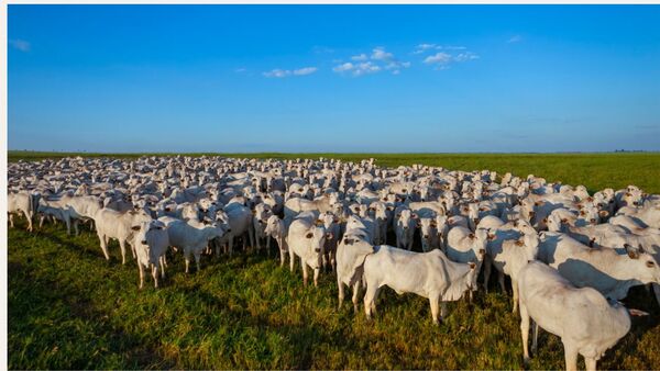 Brasil: van a faltar terneros en 2025 y mejoraría margen para la cría, según el Imea