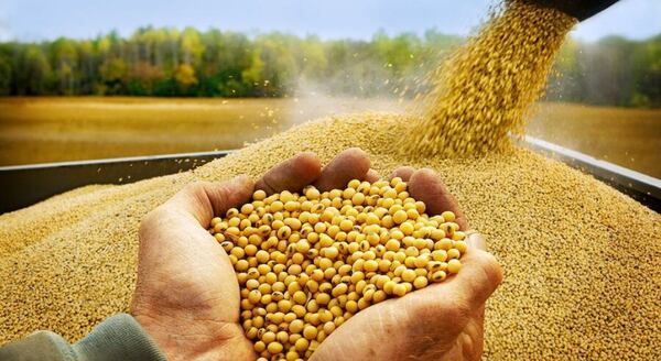 Los futuros de la soja para marzo subieron 5,75 centavos a 9,8125 dólares por bushel