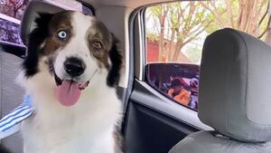 Triste Navidad: perrito falleció de un infarto tras bomba pu