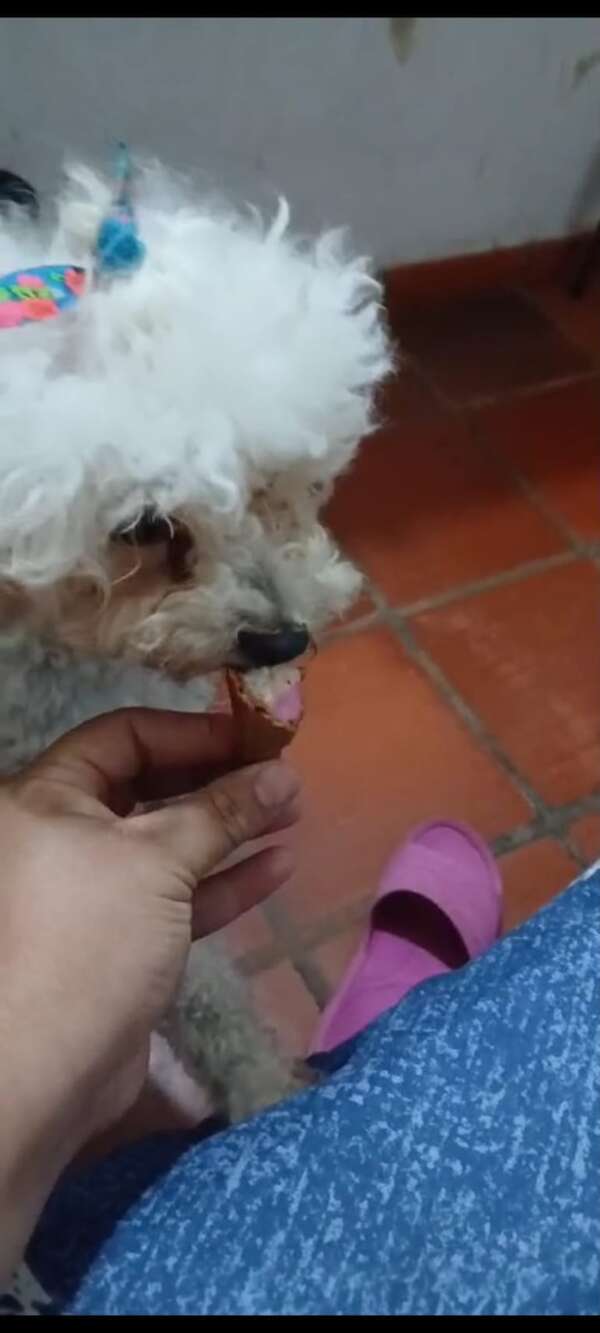 Lizzi - Encontrá a tu mascota - ABC Color