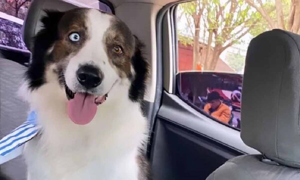 Triste Navidad: perrito falleció de un infarto tras explosión de bomba – Prensa 5
