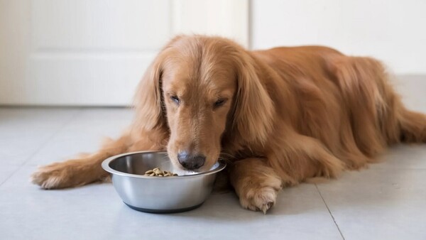 Cuidado de la alimentación en los perros
